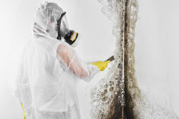 Best Post-Flood Mold Remediation in Kinsey, AL