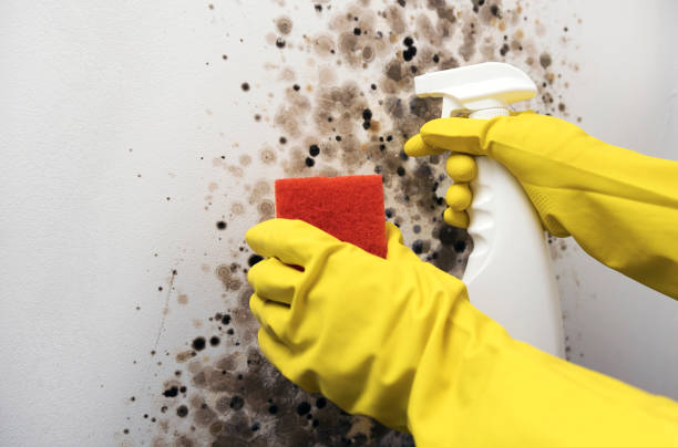 Best Black Mold Remediation in Kinsey, AL